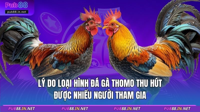 Lý do loại hình đá gà Thomo thu hút được nhiều người tham gia